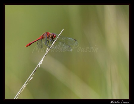 Sympétrum sanguin - Sympetrum sanguineum
